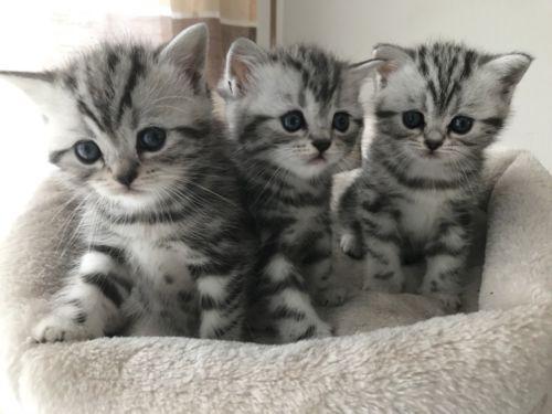 Bkh Kitten Whiskaslook Black Silver Tabby Eisenstadt