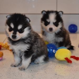 Hundewelpen Borse Hundebabys Hunde Welpen Kaufen
