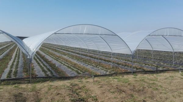 TOP PROFI »Erdbeere« Gewächshaus - für professionelle Pflanzenproduktion - Erdbeeren und Gemüse