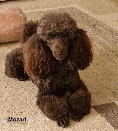 Zwergpudelzucht Hungary Residence