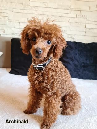 Zwergpudelzucht Hungary Residence