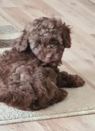 Zwergpudelzucht Hungary Residence