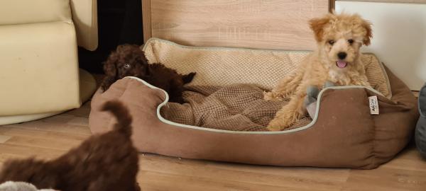 Zwergpudelzucht Hungary Residence